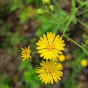 Meet your Posher, Ivy